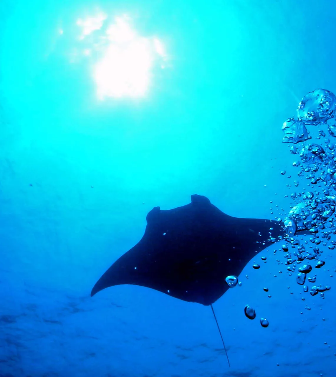 Raie manta nageant dans l'eau bleue, remontée de bulles, lumière du soleil