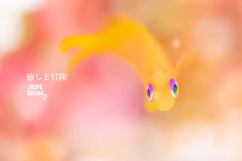 Poisson jaune et rose, regardant la caméra, fond flou et lumineux