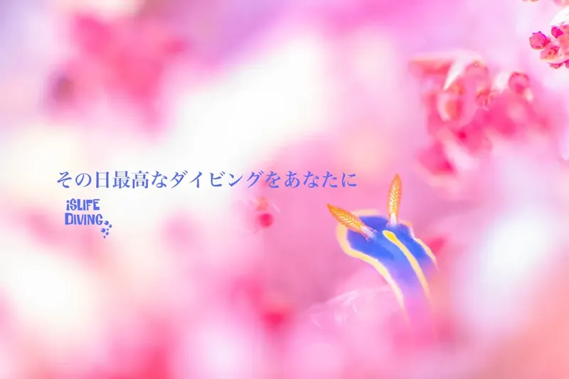 Une nudibranche bleue et jaune sur un fond rose flou