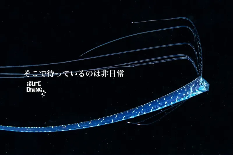Raie manta noire en pleine eau, bioluminescence, créature marine élégante