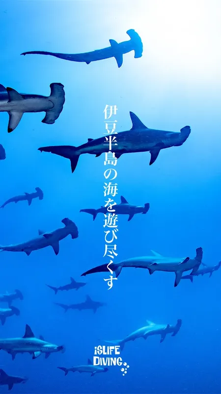 Banc de requins marteaux nageant dans une eau bleue claire