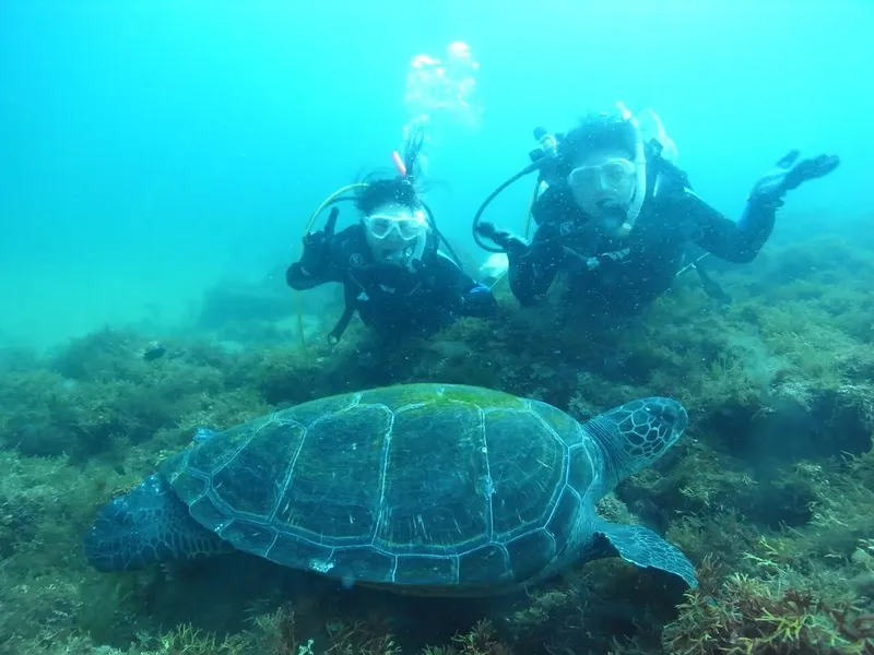 Deux plongeurs interagissent avec une grande tortue marine en profondeur