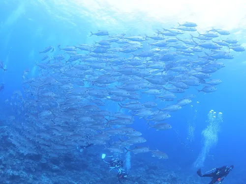 Banc de poissons argentés nageant autour de plongeurs en milieu bleu