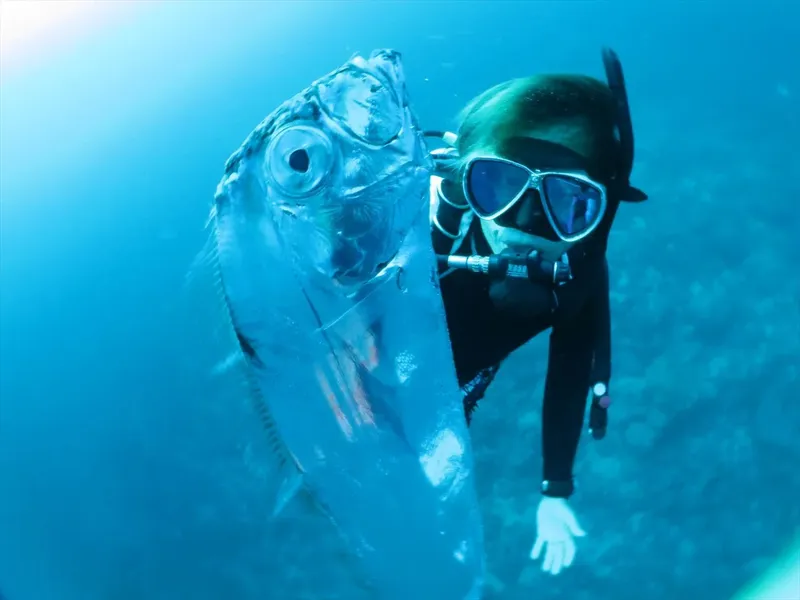 Plongeuse face à face avec un grand poisson translucide en mer