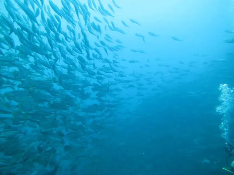 Banc de poissons argentés et plongeur dans l'eau bleue
