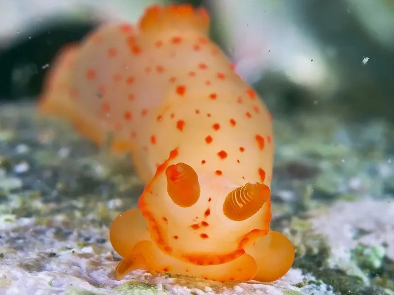 Une limace de mer orange à pois blancs sur le fond marin