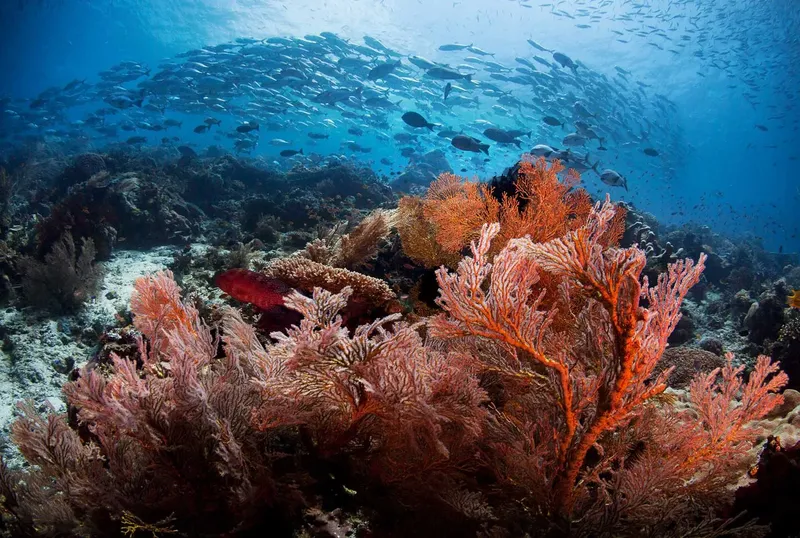 Banc de poissons au-dessus d'un récif corallien et gorgones colorées