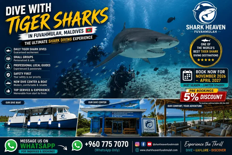 Requin tigre nageant avec des poissons dans l'océan, centre de plongée