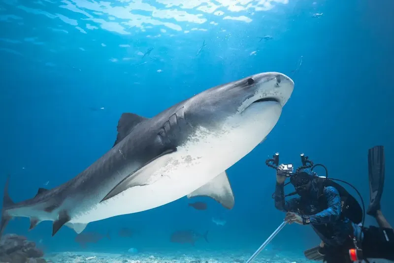 Un plongeur filme un grand requin taureau dans l'eau bleue