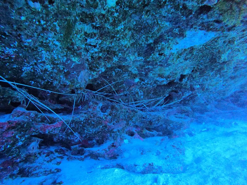 Fond marin rocheux avec quelques éponges et sable bleu clair