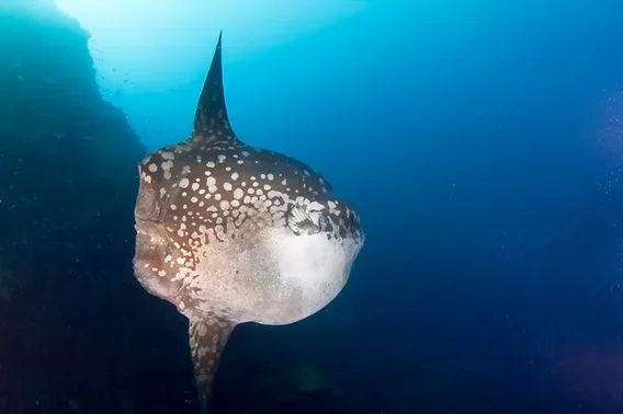 Poisson-lune nageant en pleine eau bleue, corps moucheté et nageoire dorsale