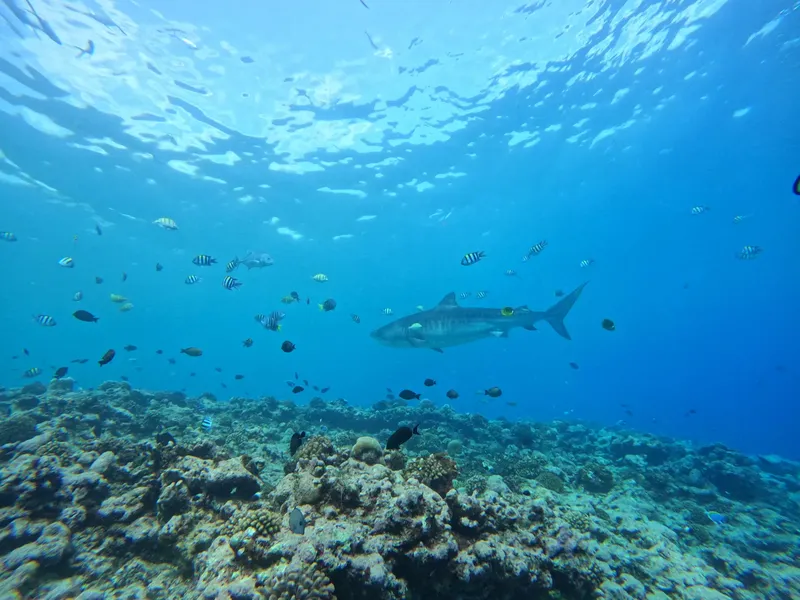 Requin pointé nageant au-dessus d'un récifal corallien peuplé de poissons