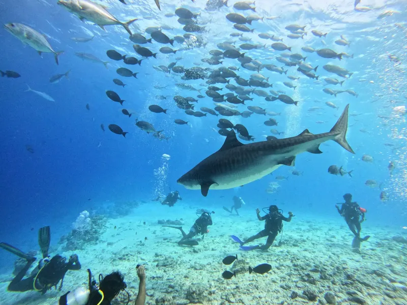 Plongeurs observant un requin tigre et un banc de poissons