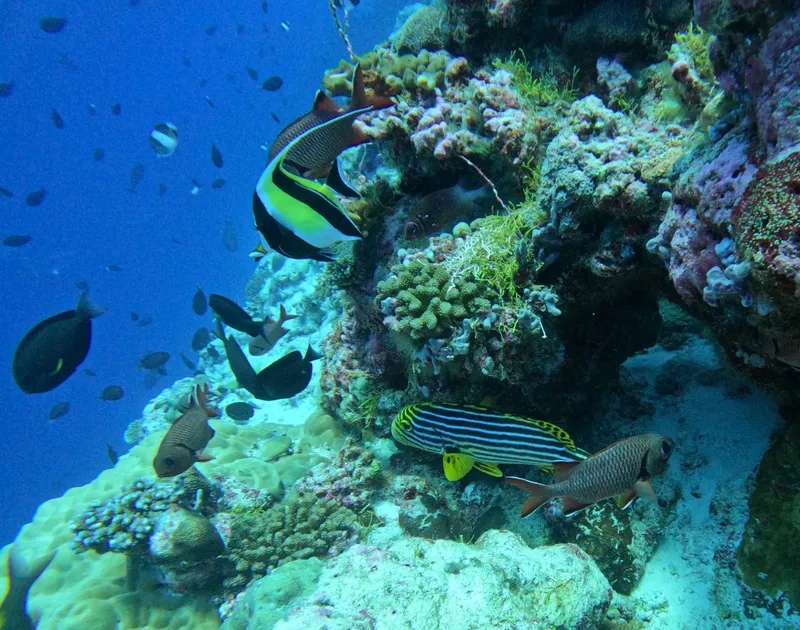 Reef corallien coloré avec de nombreux poissons tropicaux en mer