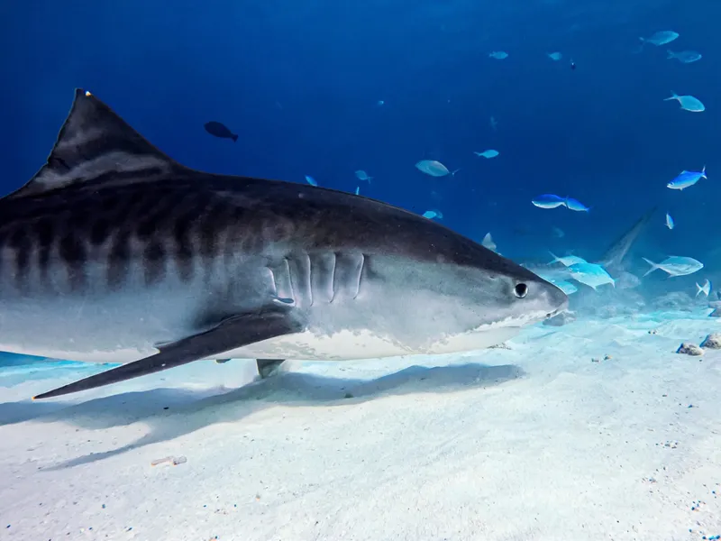Requin tigre nageant au-dessus d'un fond sablonneux avec des poissons