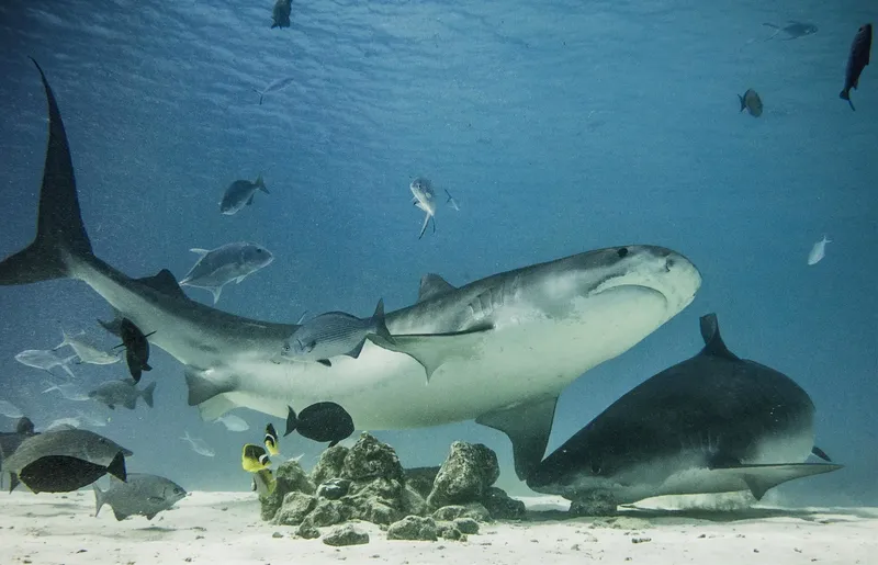 Requins tigre et poissons colorés nagent au-dessus d'un fond sableux