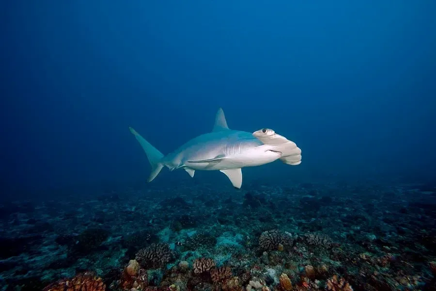 Requin marteau nageant au-dessus d'un fond marin rocheux et corallien