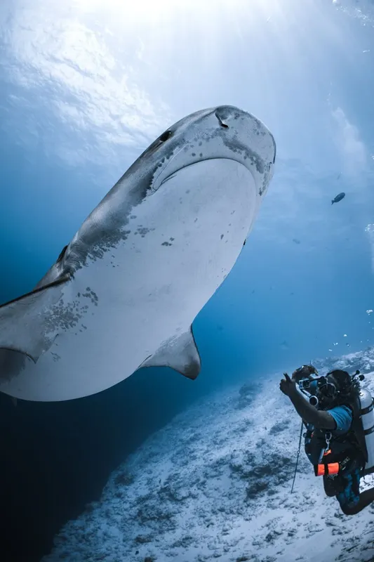 Plongeur face à un requin baleine géant dans l'océan