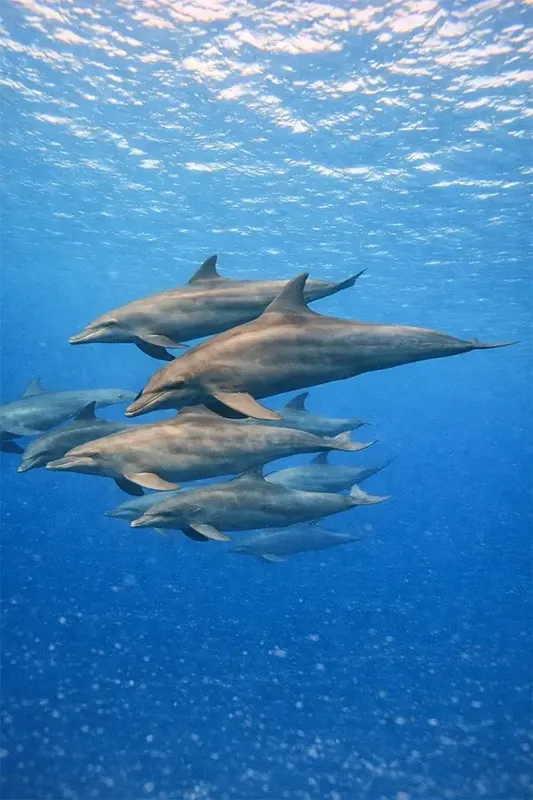 Groupe de dauphins nageant en eau bleue claire, lumière du soleil