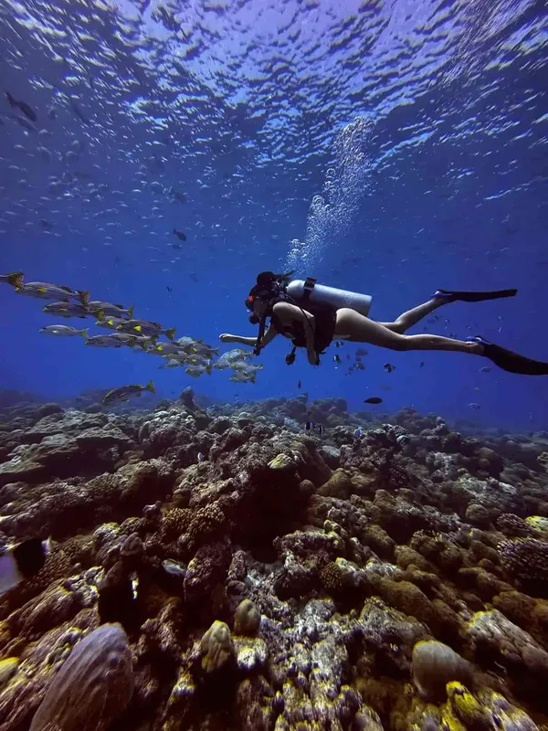 Plongeuse explorant un récifal corallien avec des poissons jaunes