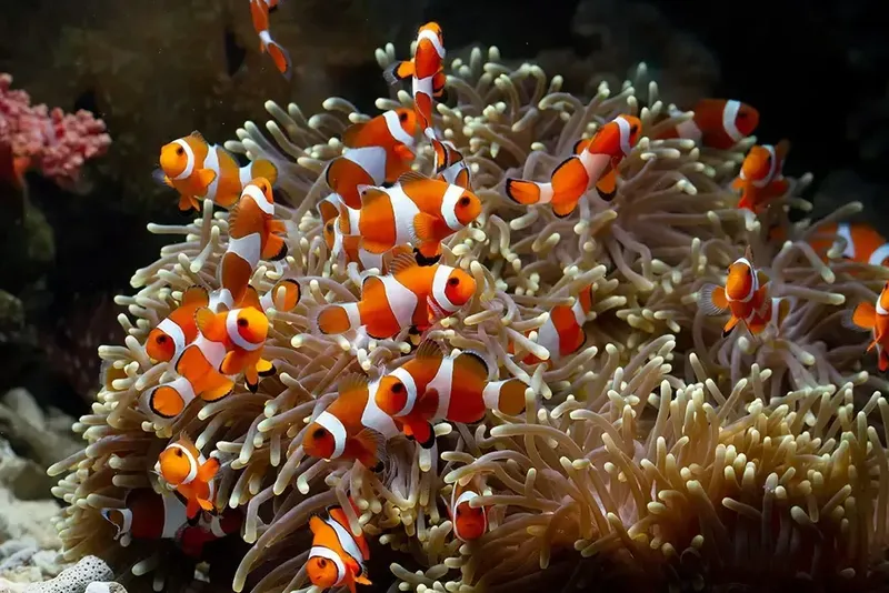 Nombreux poissons clowns orange et blancs dans une anémone de mer
