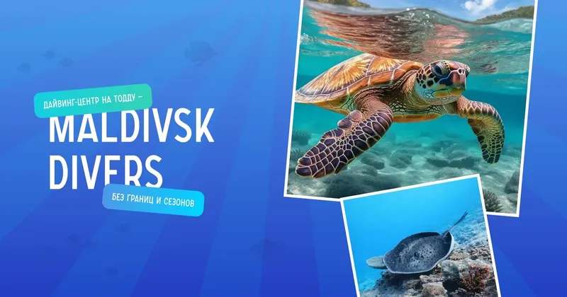 Tortue marine nageant dans une eau turquoise et raie manta