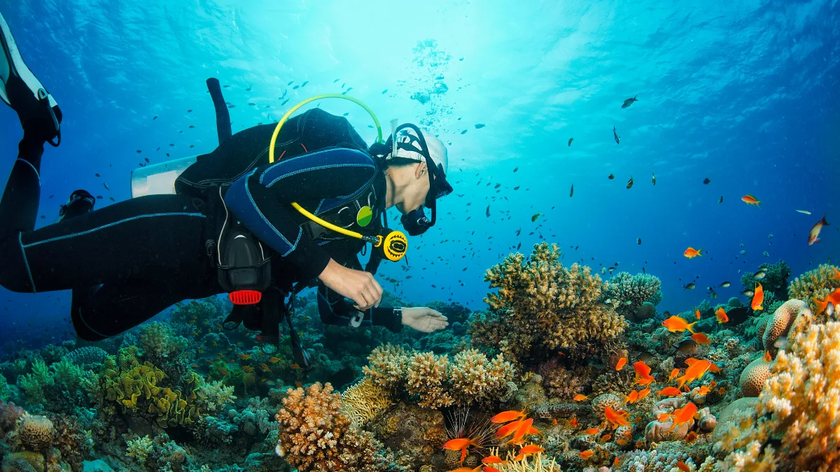 Plongeur observant un récif corallien peuplé de petits poissons colorés