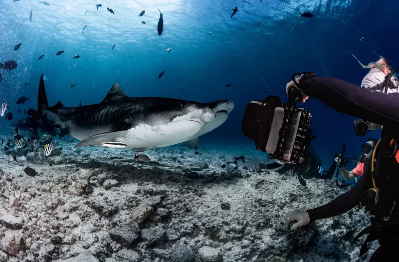 Requin zèbre filmé par un plongeur au milieu de poissons tropicaux
