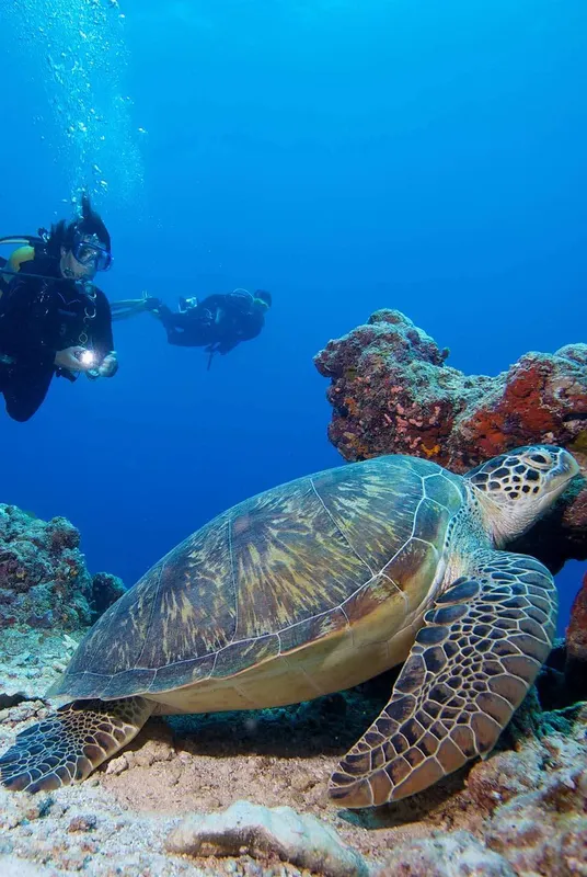 Tortue marine nageant près de deux plongeurs sur un récifal corallien