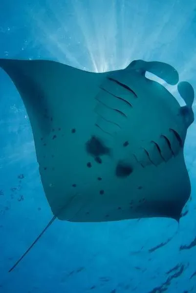 Raie manta nageant gracieusement dans l'eau bleue, lumière du soleil
