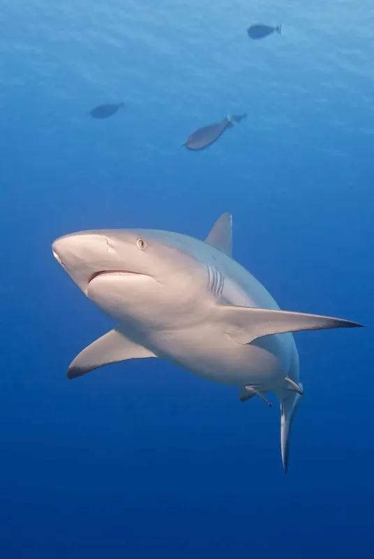 Requin de récif à pointe blanche nageant dans l'eau bleue