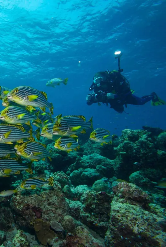 Plongeur avec des poissons zébrés au milieu d'un récifal corallien