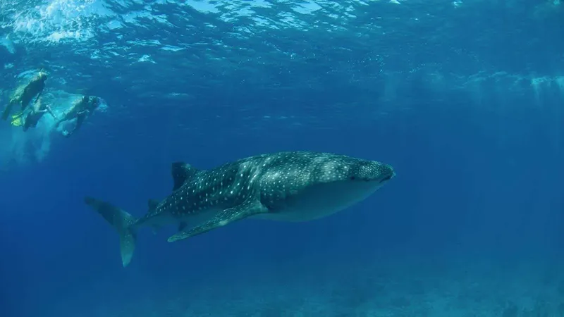 Requin baleine nageant avec des plongeurs en eau bleue claire