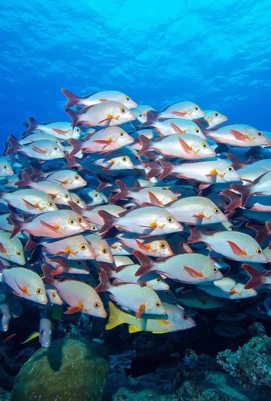 Un banc de poissons jaunes et argentés nage dans l'eau bleue