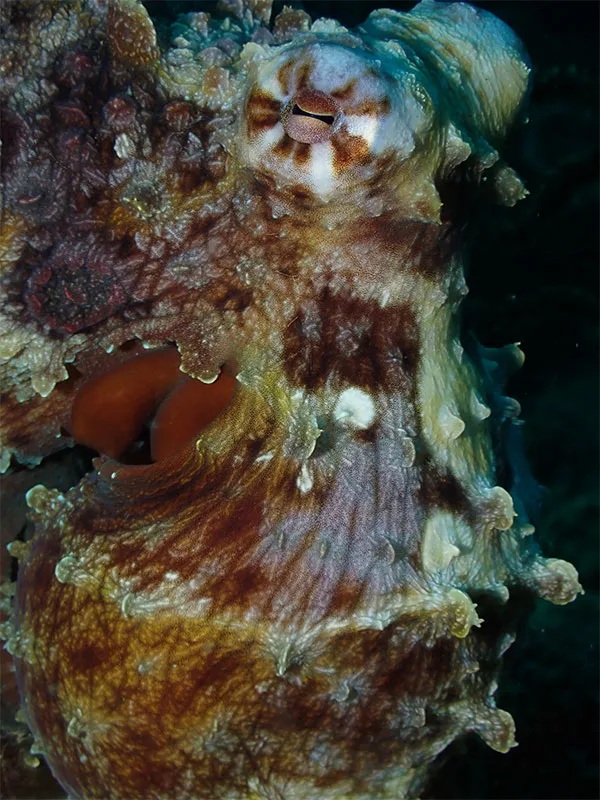 Gros plan d'une pieuvre marine aux couleurs et textures variées