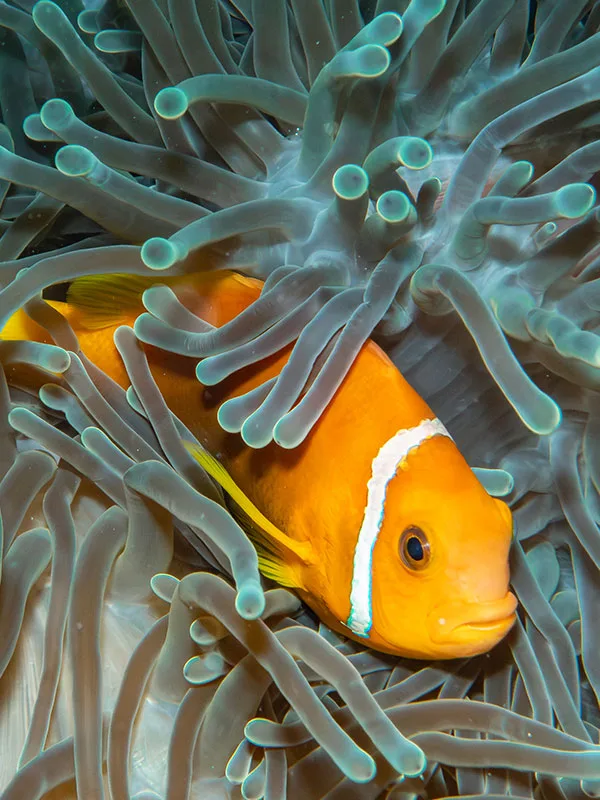 Poisson clown orange et blanc protégé par des tentacules d'anémone