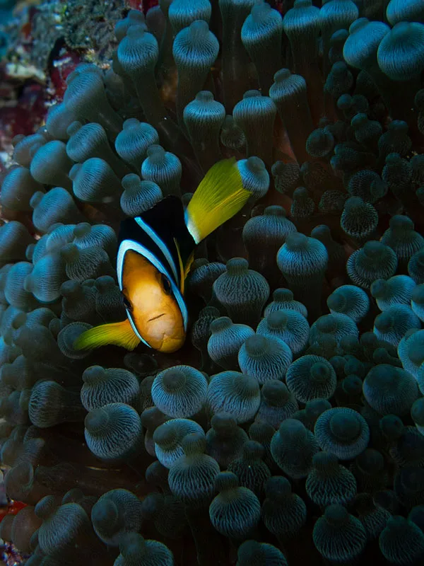 Poisson clown se cache dans les tentacules d'une anémone de mer
