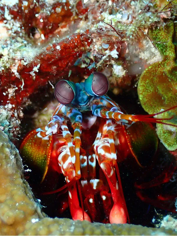 Crevette manteis colorée se camoufle parmi les coraux et les roches