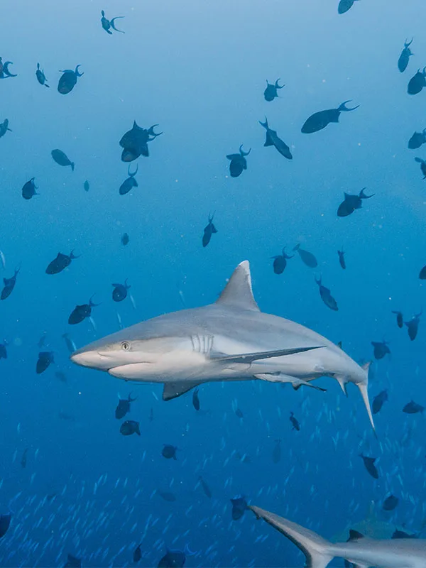 Requin de récif entouré de petits poissons dans l'eau bleue