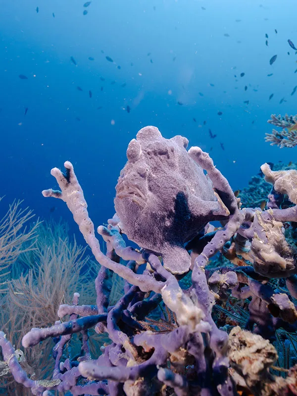 Poisson-grenouille perché sur un corail violet en milieu marin