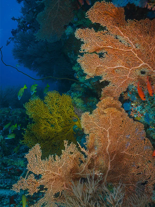 Coraux gorgones colorés et poissons tropicaux dans un récif sous-marin