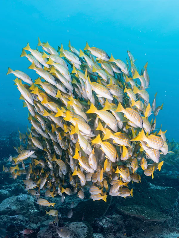 Banc de poissons jaunes et argentés nageant en formation compacte
