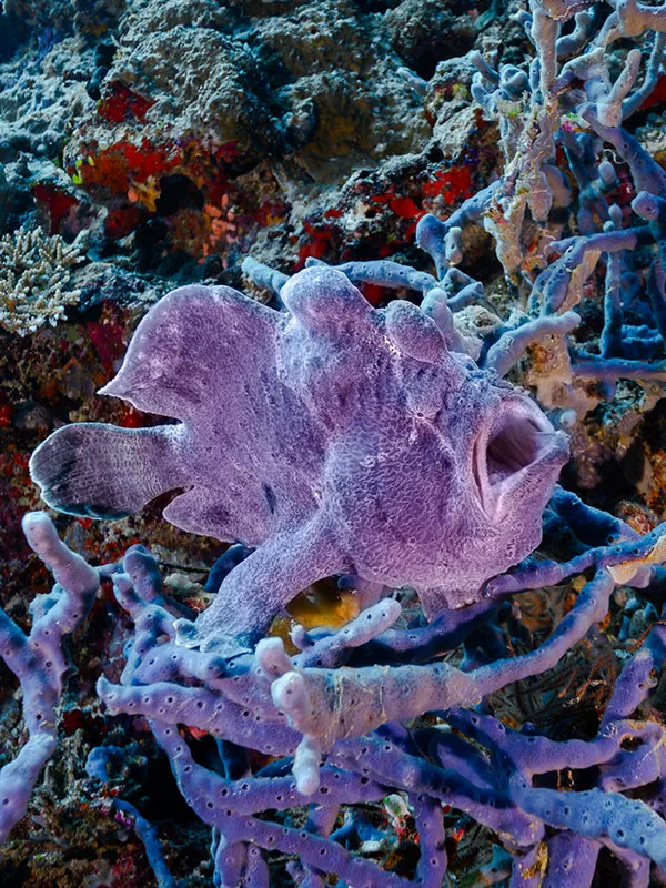 Poisson-pêcheur violet camouflé parmi les gorgones et coraux colorés