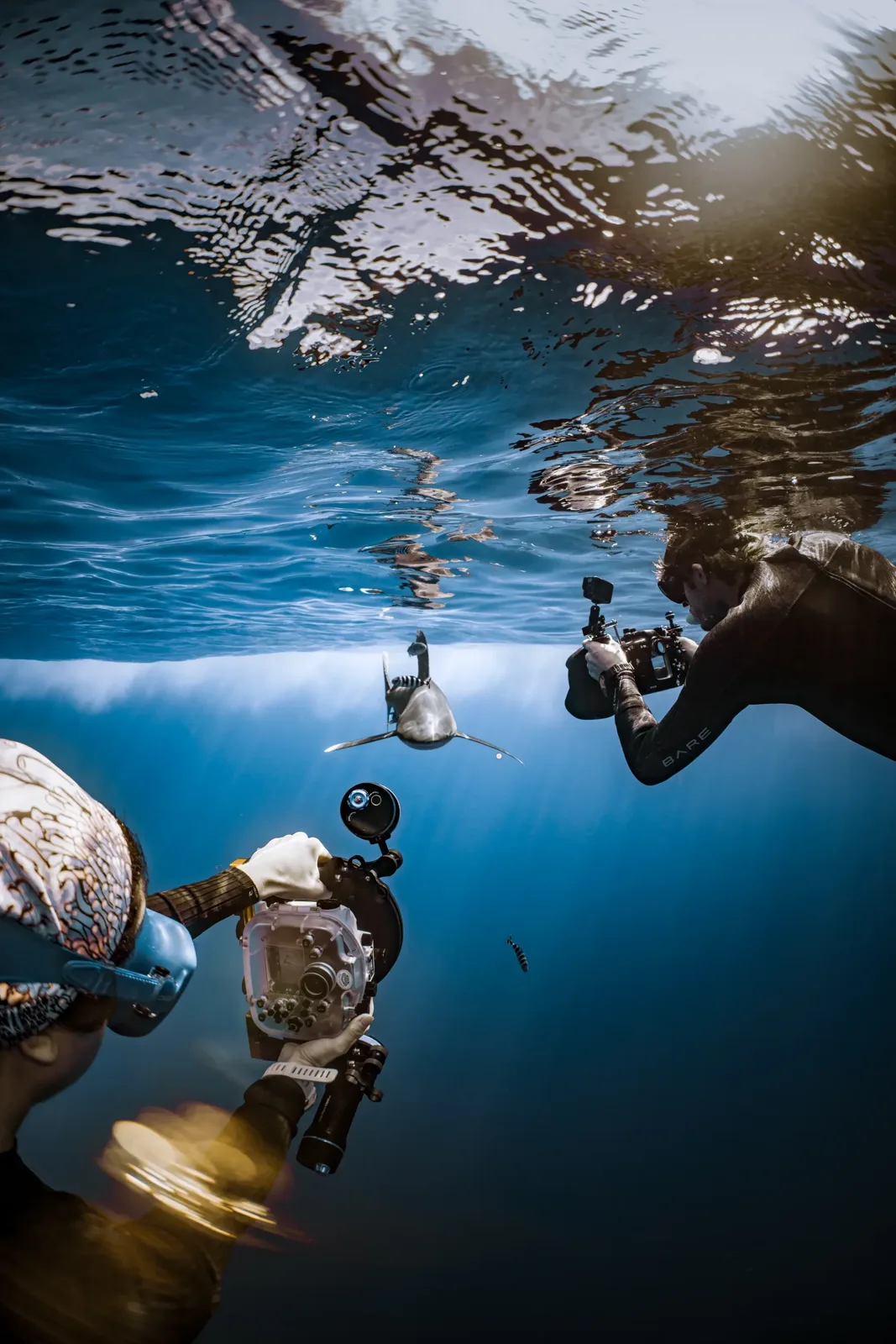 Plongeurs interagissent avec un requin dans un environnement sous-marin bleu