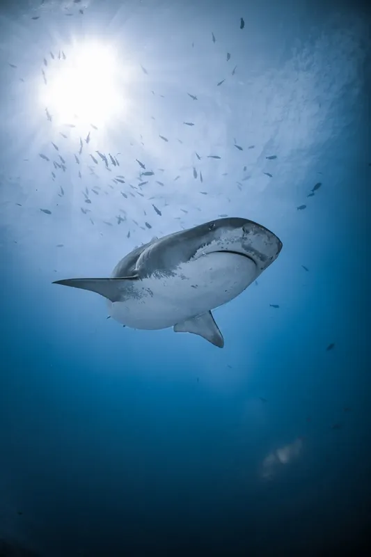Grand requin blanc nageant vers le haut dans l'eau bleue