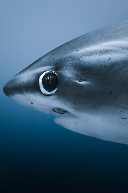 Gros plan sur la tête d'un requin bleu dans l'océan