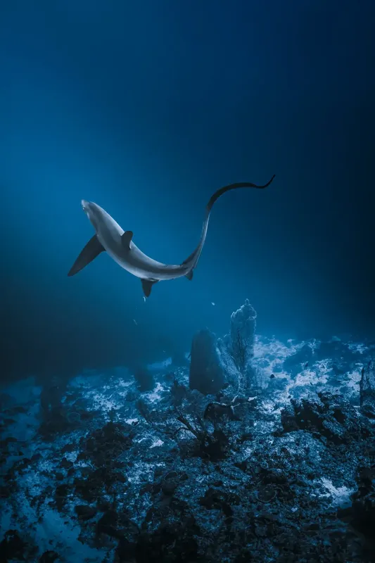 Requin bleu nageant au-dessus d'un fond rocheux dans l'océan