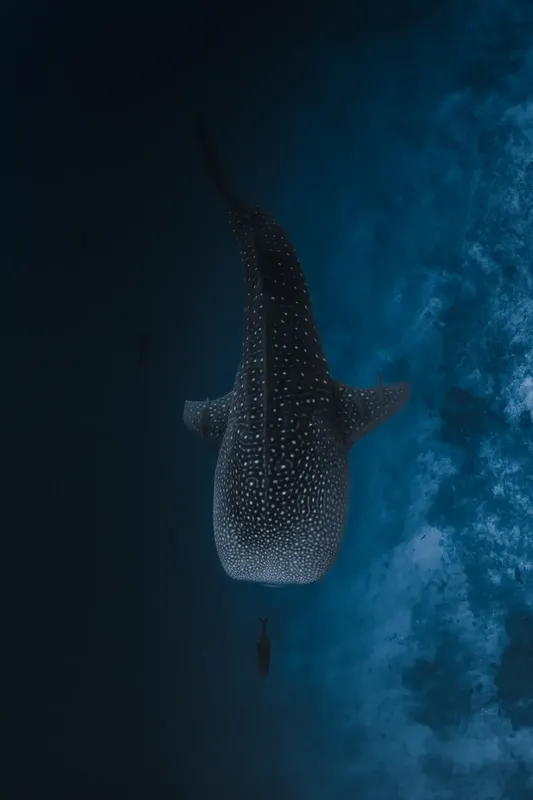 Requin baleine vu d'en haut avec un plongeur en dessous