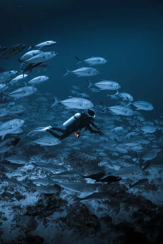 Plongeur evoluant au milieu d'un banc de carangues en mer