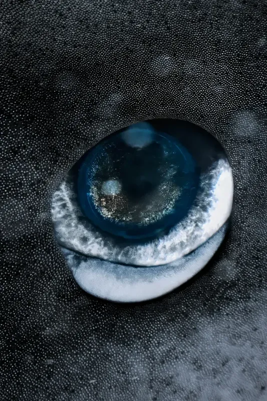 Gros plan sur l'œil bleu d'un animal marin, regard intense